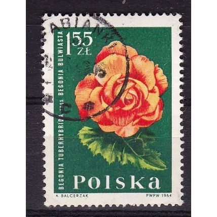 POLAND 1964 GARDEN FLOWERS 1.55z BEGONIA USED SG1536