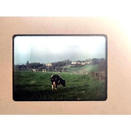 Vintage 80s Analogue Kodachrome Photo Slide, English Scenery Cows in Field, Lush