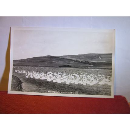 no 30, THE SWANNERY, ABBOTSBURY, DORSET unused postcard RP 1950s #