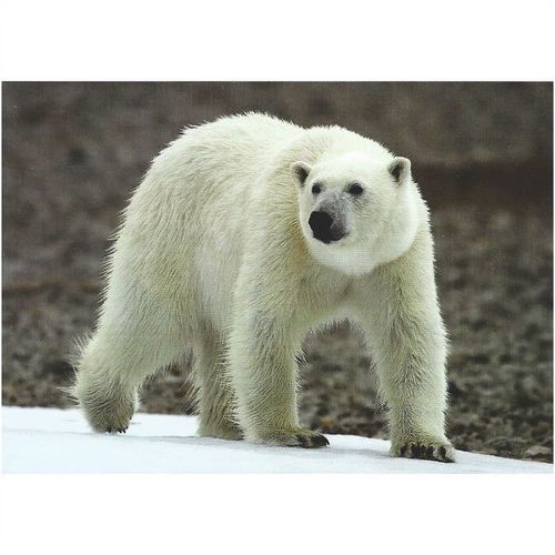 BET.G510: Polar Bear in North-east Greenland.