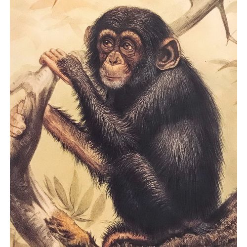 Chimpanzee Monkey Ape Vintage Animal Print 1861 J. Wolf poster Art Decor Orig