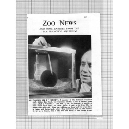 Steinhart Aquarium Golden Gate Park USA Marimo - 1950 News Cutting