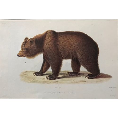 Brown Bear Antique Werner Print Engraving Vintage Poster Animal Art Decor Frame