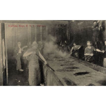 Scalding Hogs Dead Pigs Cooking Chicago Slaughterhouse USA Old Postcard