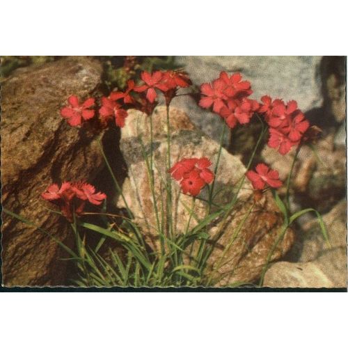 Italy PC - Wild-Nelke - 621