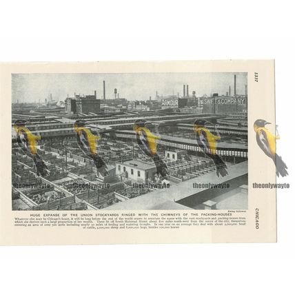 Union Stockyards, Chicago, USA, Book Illustration c1920