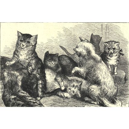 CARLIST INSURRECTION IN SPAIN - CRYSTAL PALACE KITTENS 1872 VICTORIAN ENGRAVINGS