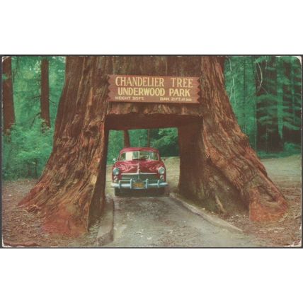 Chandelier Drive-Thru Tree, Underwood Park, California, 1955 - Clements Postcard
