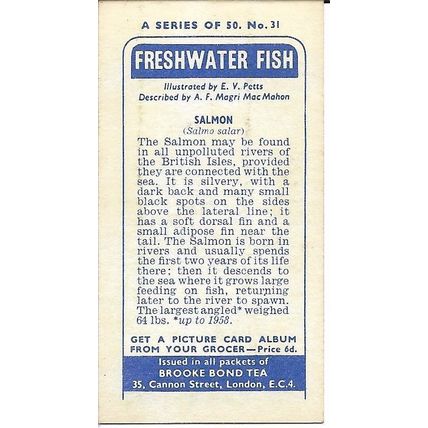 Freshwater Fish 1960 Brooke Bond Tea Card 31 - Salmon