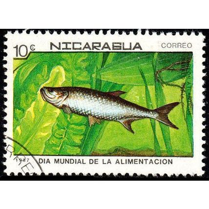 Nicaragua 1987 World Food Day Fish 10c Used Stamp #2