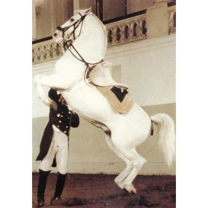 Courbette On The Short Hand Rein Spanish Riding School Of Vienna Postcard