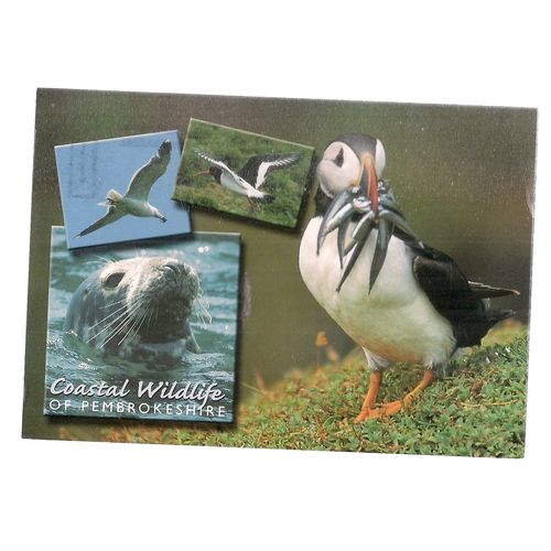 COASTAL WILDLIFE OF PEMBROKESHIRE used postcard 2005 postmark /