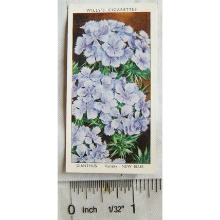 1939 Wills Garden Flowers No. 18 Dianthus