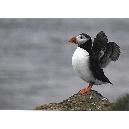 Posta: Europa: Endangered National Wildlife