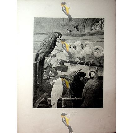 Chairman Of The Committee (Parrots), H Stacy Marks, Book Illustration, 1891