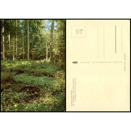 Postcard PC116 Poland - Puszcza - Bialowieska - Unused
