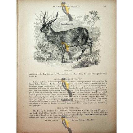 Eland (Water Buck On Reverse), Natural History Book Illustration, 1896