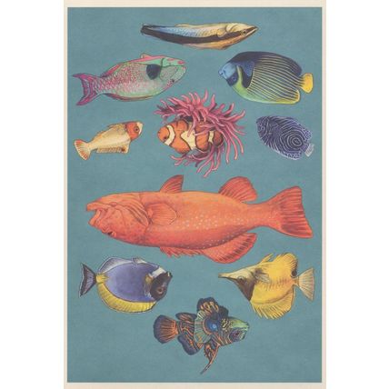 Longnose Butterfly Powder Blue Surgeon Mandarinfish Fish Emperor Angelfish Postc