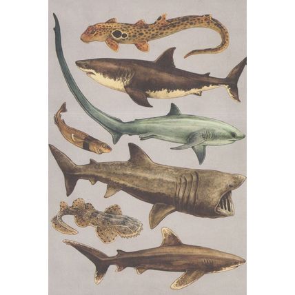 Epaulette Shark Great White Cookiecutter Common Thresher Sharks Postcard