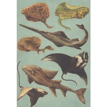 Bowmouth Guitarfish Spotted Eagle Ray Manta Marbled Electric Fish Postcard