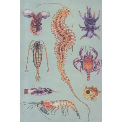 Rare Sea Crab Worm Butterfly Larvae Antarctic Ocean Krill Postcard