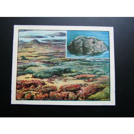 J. Bibby & Sons Cooking Fat 1955 This Wonderful World Card Variants (e31)