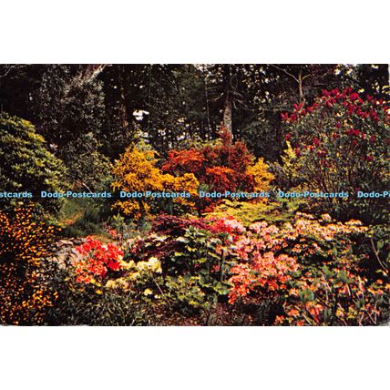 D025245 Inverewe Garden. Wester Ross. Dr. J. M. Cowan. Dixon. 1972