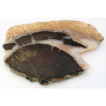 Petrified Wood 6 Natural Gemstone Slab Lapidary Cabbing Rough