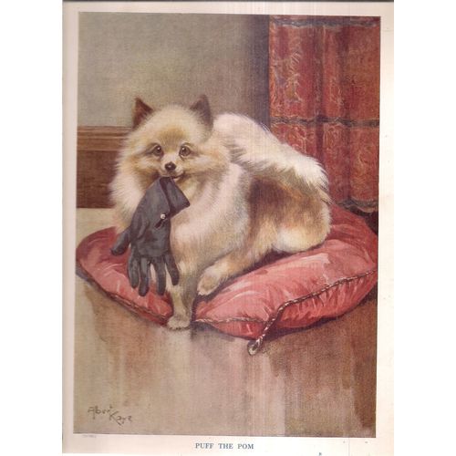 PUFF THE POMERANIAN DOG illustration by Albert Kaye 300 x 220 mm book plate #