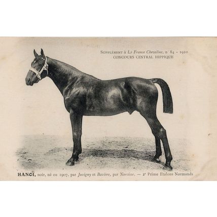 Hanoi La France Chevaline 1907 Race Horse Antique PB Postcard