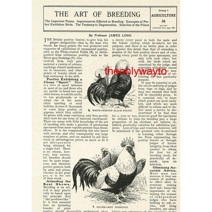 White Crested Black Polish & Silver Grey Dorkings, Chickens, Book Illustration