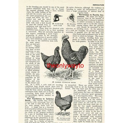 Barred Plymouth Rocks & Siler-Laced Wyandotte Hen, Chickens, Book Illustration