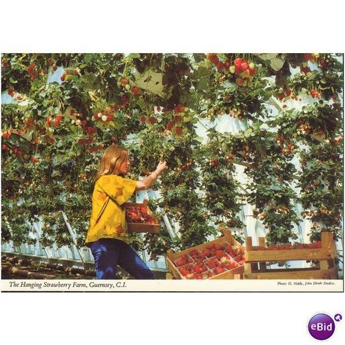 Guernsey Postcard - The Hanging Strawberry Farm - J. Hinde 2GY55