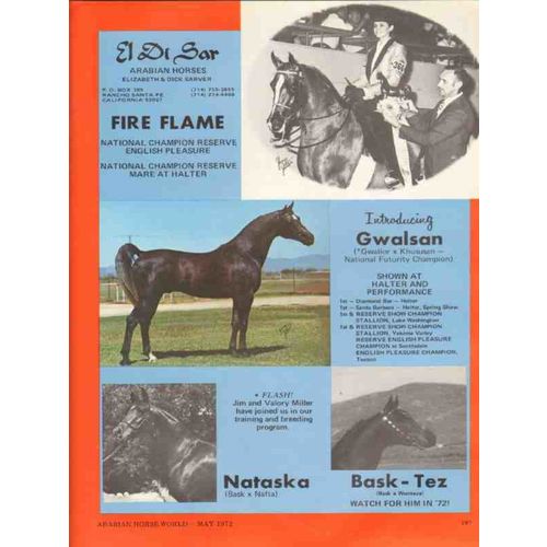 el di sar arabian horses 1972 fire flame gwalsan nataska vintage ad