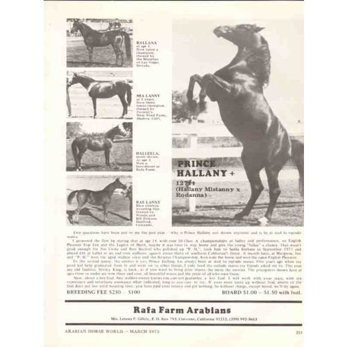 rafa farm arabians 1972 prince hallany rallana mia lanny vintage ad