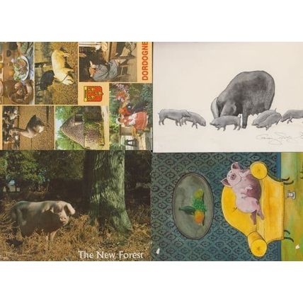 4x Pig Farm Farming Perigord The New Forest Cartoon Postcard s