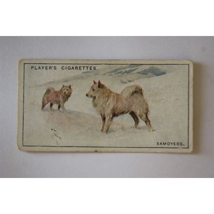 1925 John Player & Sons Dogs No. 28 Samoyeds