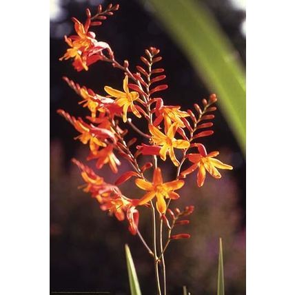 Tropical Flower 20 x 30 Poster