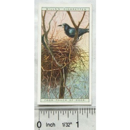 1925 Life in The Tree Tops No. 43 Food Pounxh of Rook