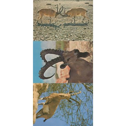 Israel Horned Nubian Ibex Animal 3x Postcard s