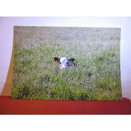 YOUNG CALF IN MEADOW, CHATSWORTH HOUSE, DERBYSHIRE unused postcard #