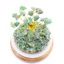Green Aventurine Gem Tree Ornament Under a Glass Dome Wooden Base 11 CM Gift