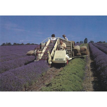 Norfolk Lavender Ltd Caley Mill Heacham Postcard unused VGC