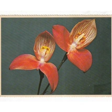 Disa Uniflora Flower of Cape Province South Africa Postcard unused VGC