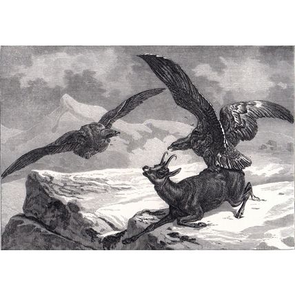 EAGLE AND CHAMOIS 1880 Alps Switzerland ANTIQUE ENGRAVING