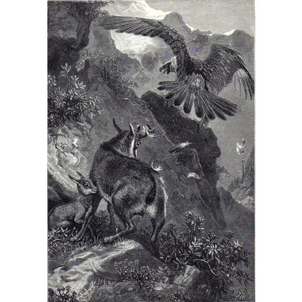 CHAMOIS AT BAY 1894 Eagle - Mammal - Josiah Wood Whymper VICTORIAN ENGRAVING