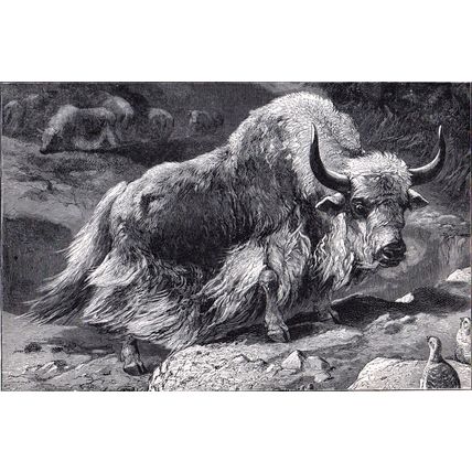 DOMESTIC YAK 1894 Mammal - Long-haired Bovid VICTORIAN ENGRAVING