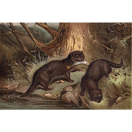 EUROPEAN OTTER 1894 Mammals VICTORIAN CHROMOLITHOGRAPH