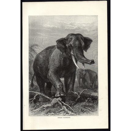 INDIAN ELEPHANT 1894 Mammal - Friedrich Specht VICTORIAN ENGRAVING