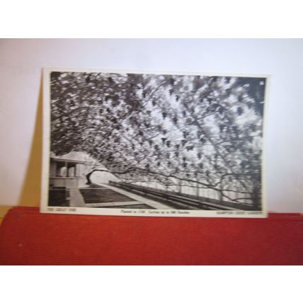 THE GREAT VINE, HAMPTON COURT GARDENS, LONDON unused vintage postcard =